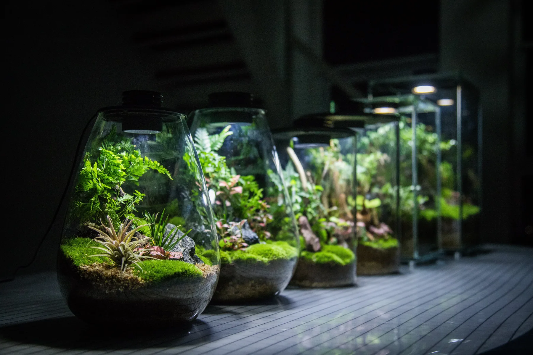 Bioloark BioBottle, bepflanzte Flaschengärten