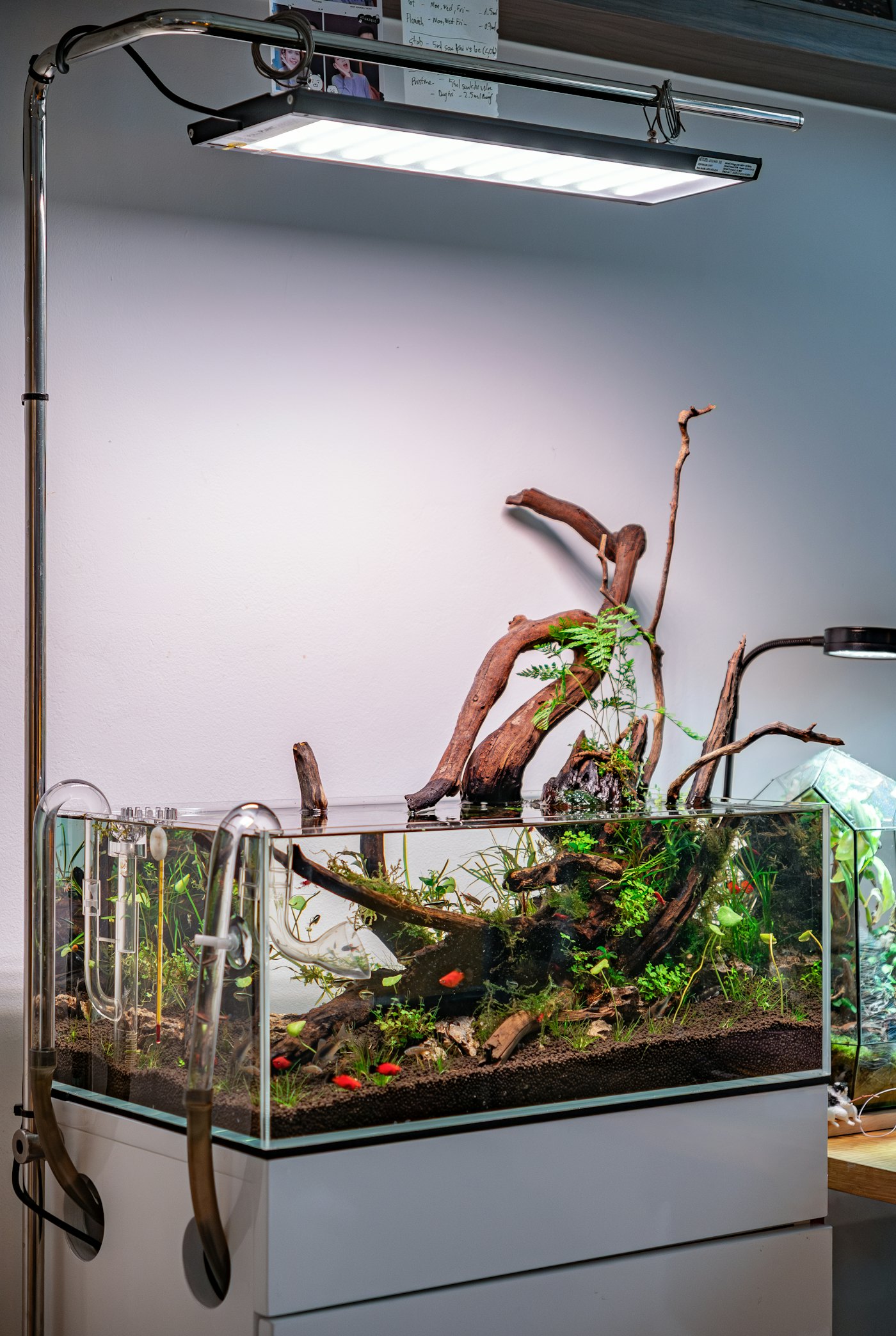 Aquascaper-Treffen der Community